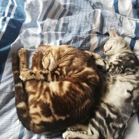Bengal cats